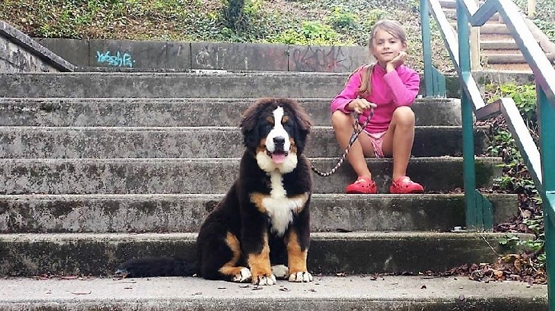 Publication : du Bois de Chantalouette