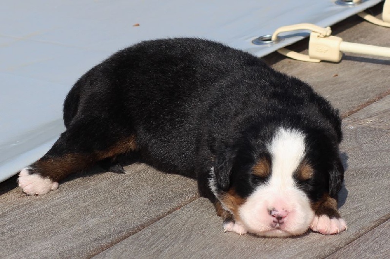 Publication : du Bois de Chantalouette