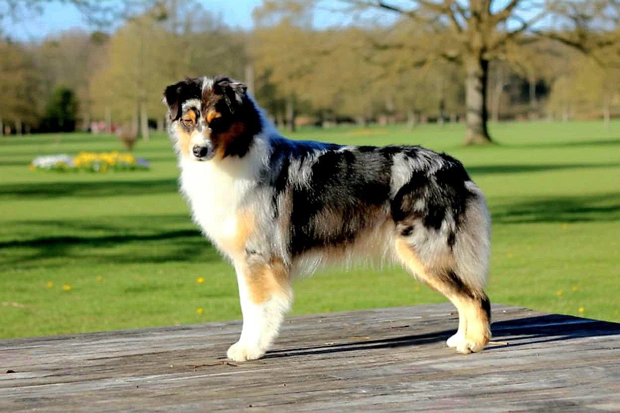 Ultimate arya du Bois de Chantalouette