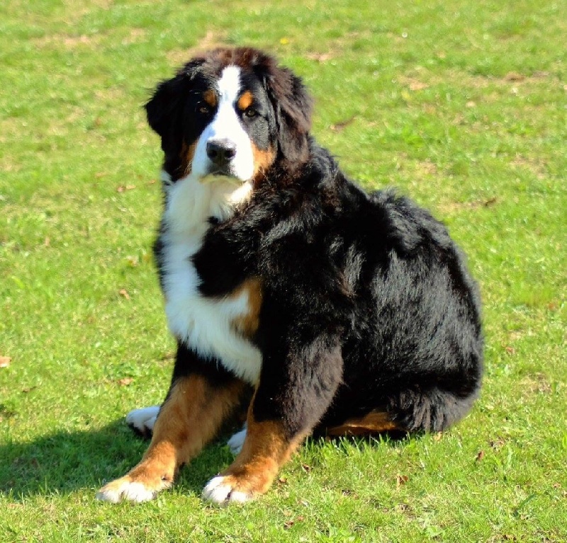 Publication : du Bois de Chantalouette