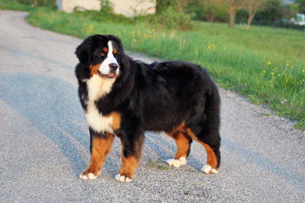 Publication : du Bois de Chantalouette