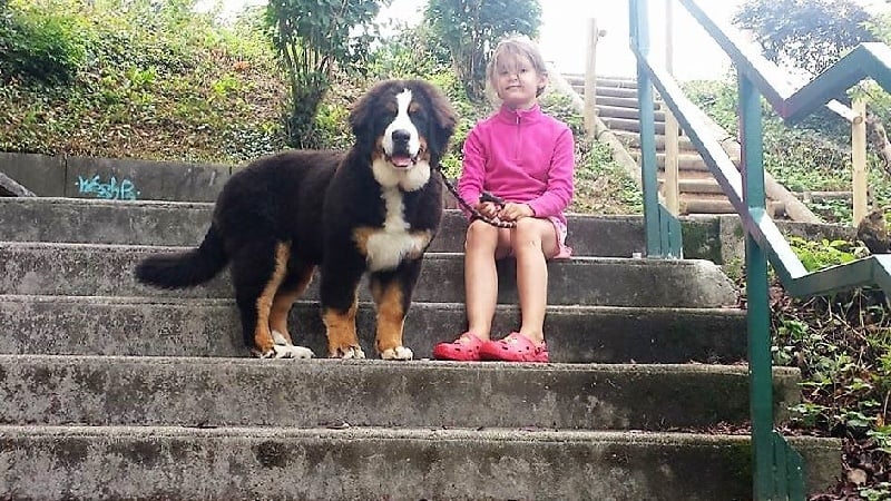 Publication : du Bois de Chantalouette