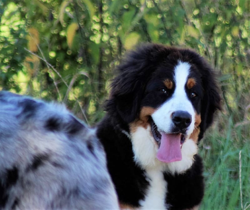 Publication : du Bois de Chantalouette