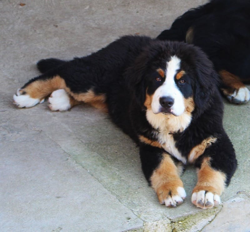 Publication : du Bois de Chantalouette