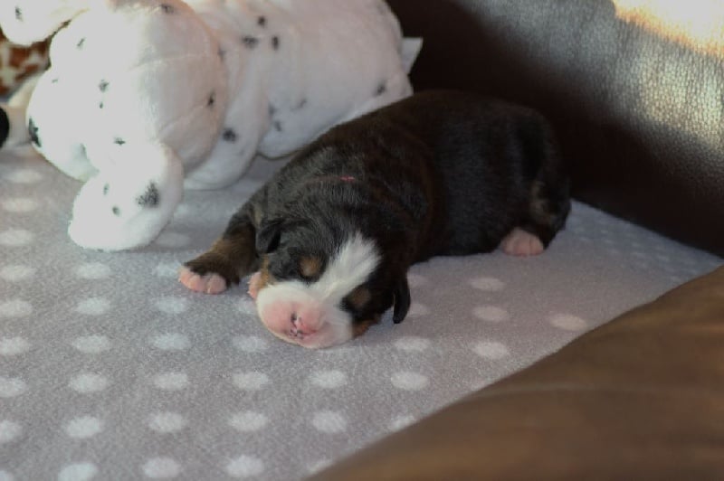 Publication : du Bois de Chantalouette