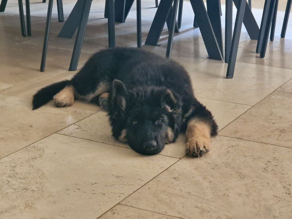 Awen du Bois de Chantalouette