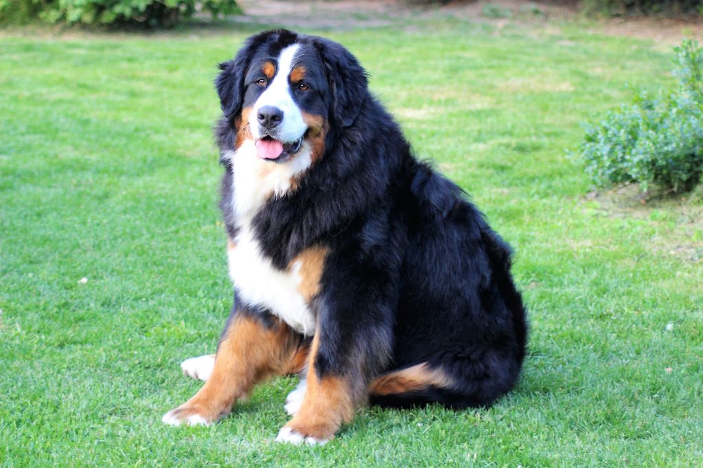 Publication : du Bois de Chantalouette