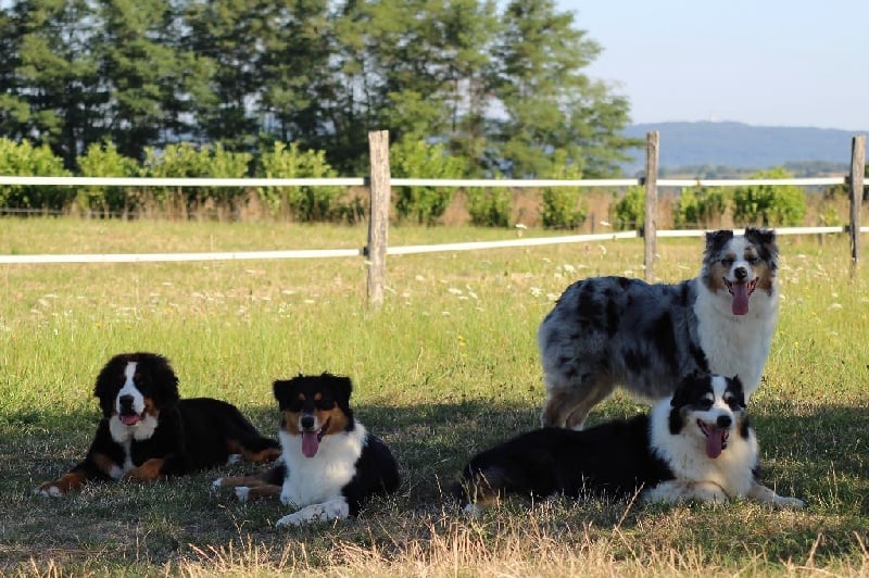 Publication : du Bois de Chantalouette