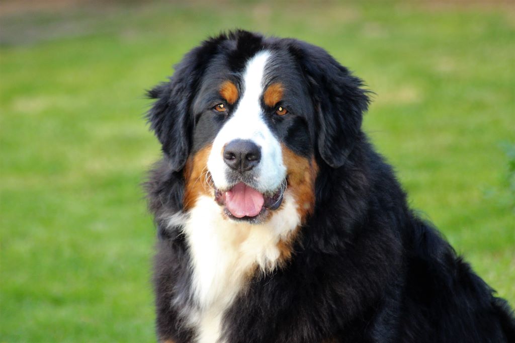 Publication : du Bois de Chantalouette