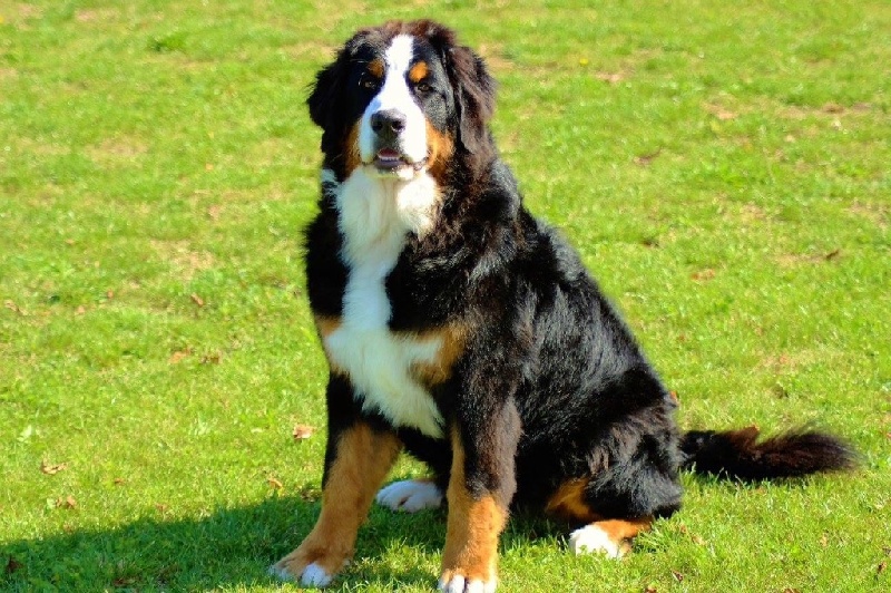 Publication : du Bois de Chantalouette