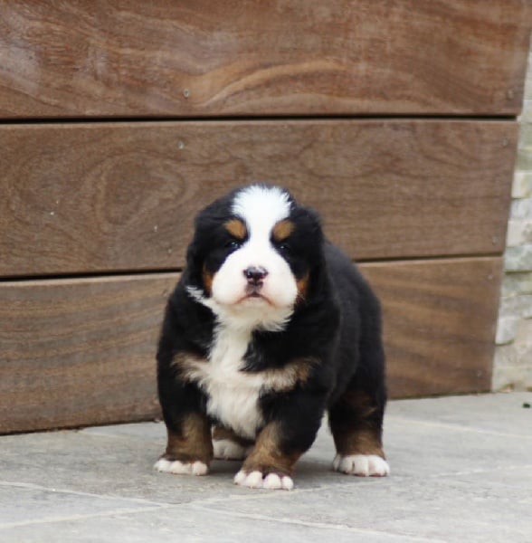 Publication : du Bois de Chantalouette