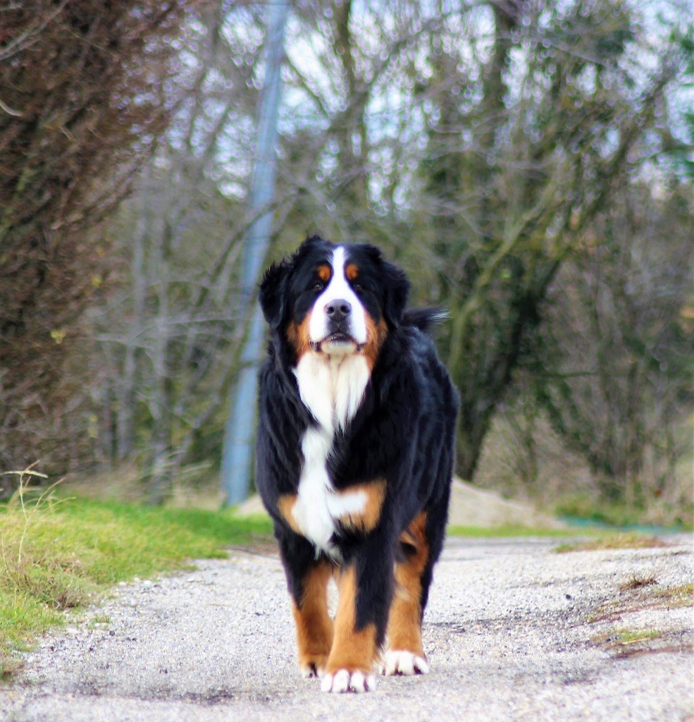 Publication : du Bois de Chantalouette