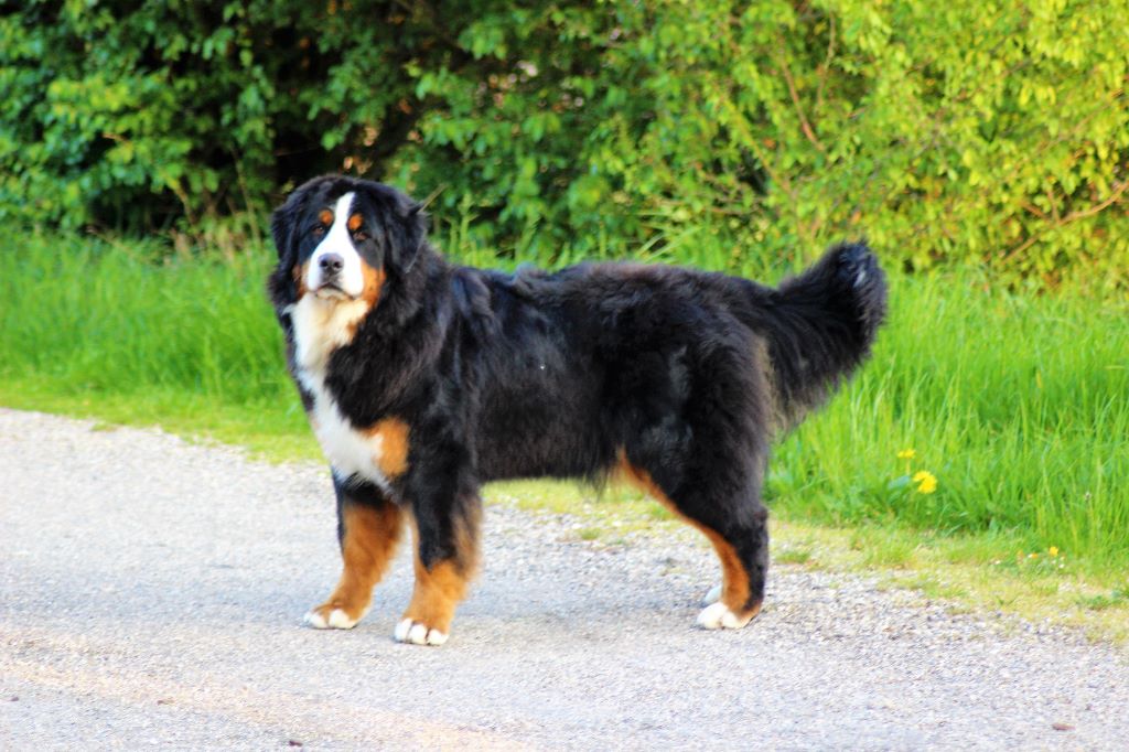 Publication : du Bois de Chantalouette