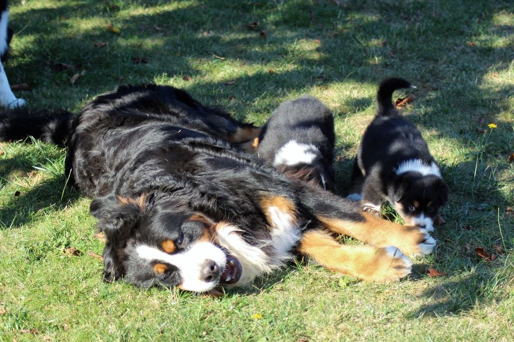 Publication : du Bois de Chantalouette