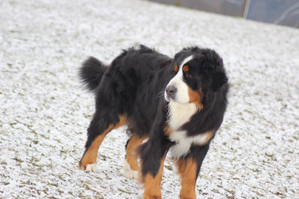 Publication : du Bois de Chantalouette