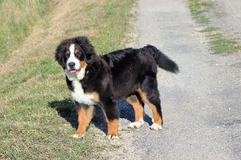 Publication : du Bois de Chantalouette