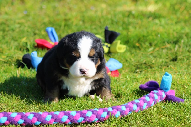 Publication : du Bois de Chantalouette