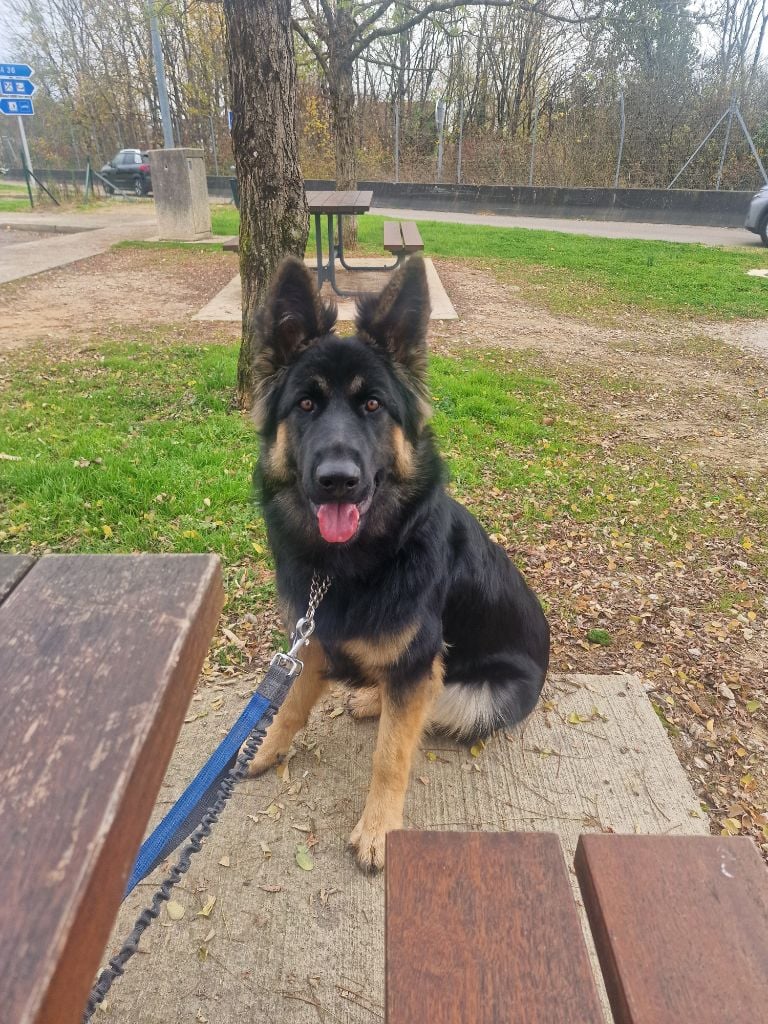 Awen du Bois de Chantalouette