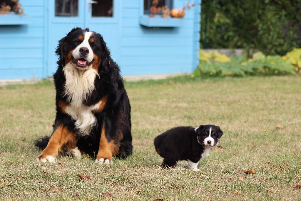 Publication : du Bois de Chantalouette