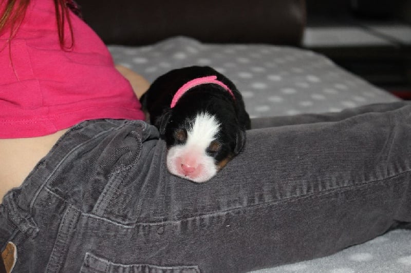 Publication : du Bois de Chantalouette