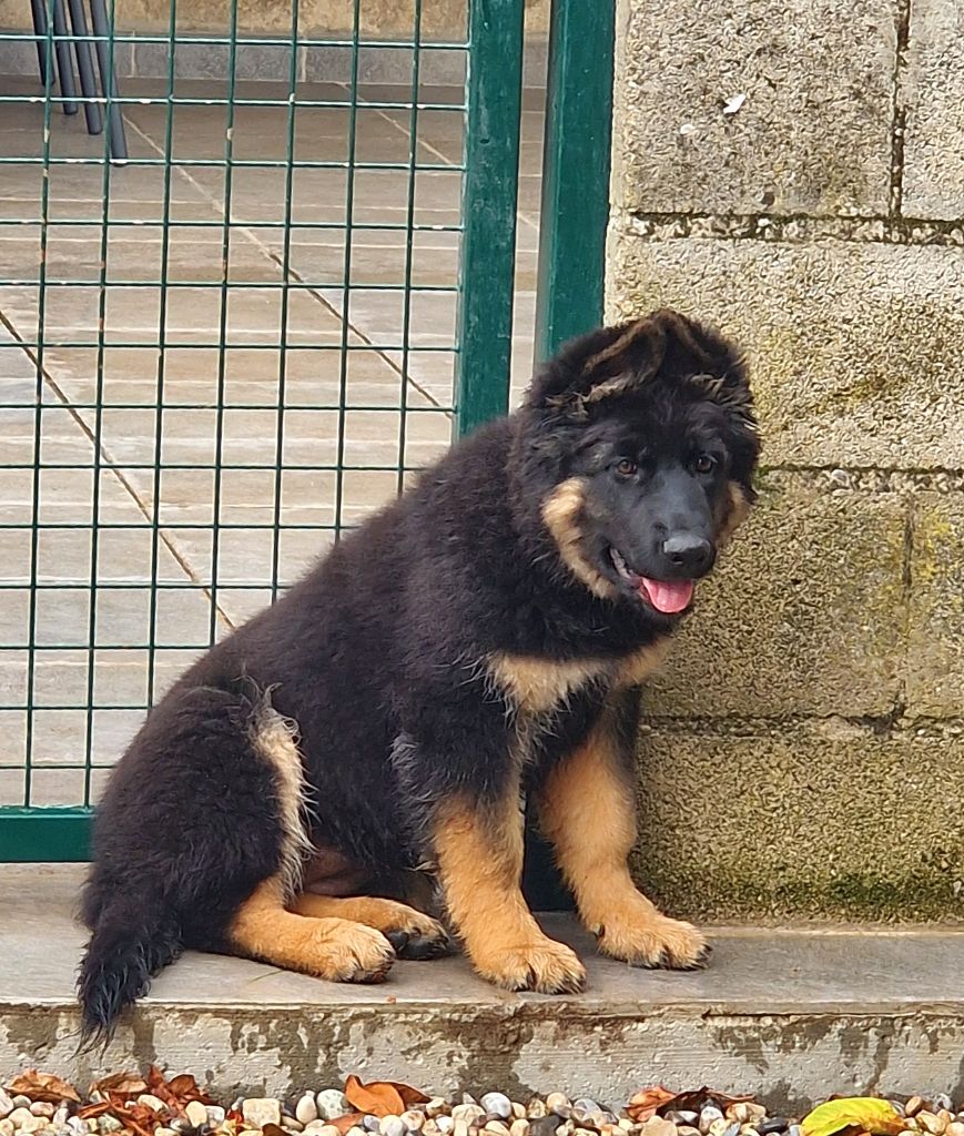 Awen du Bois de Chantalouette