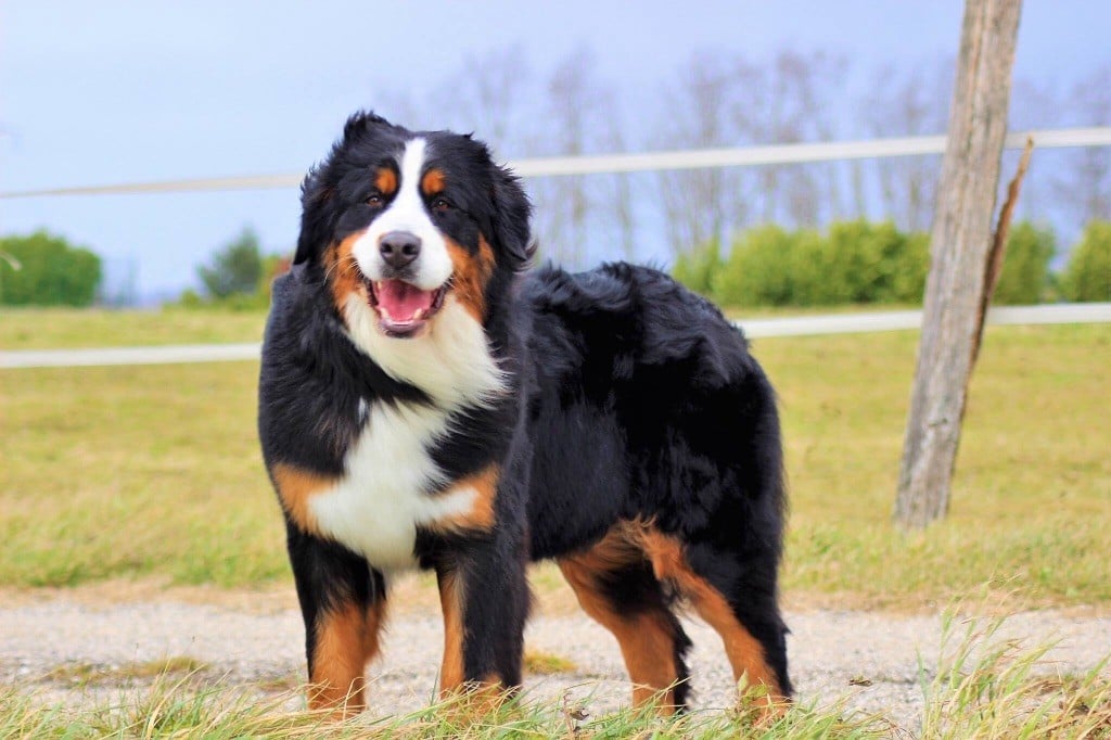 Publication : du Bois de Chantalouette