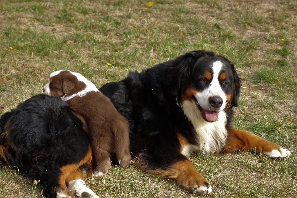 Publication : du Bois de Chantalouette