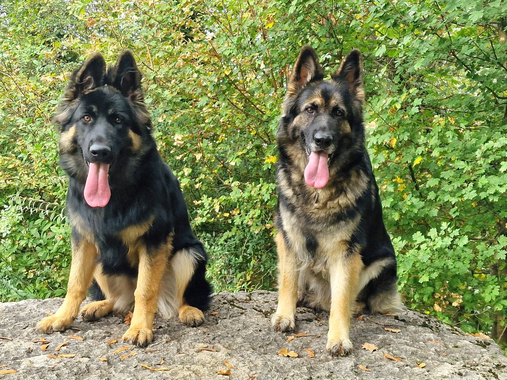 Awen du Bois de Chantalouette