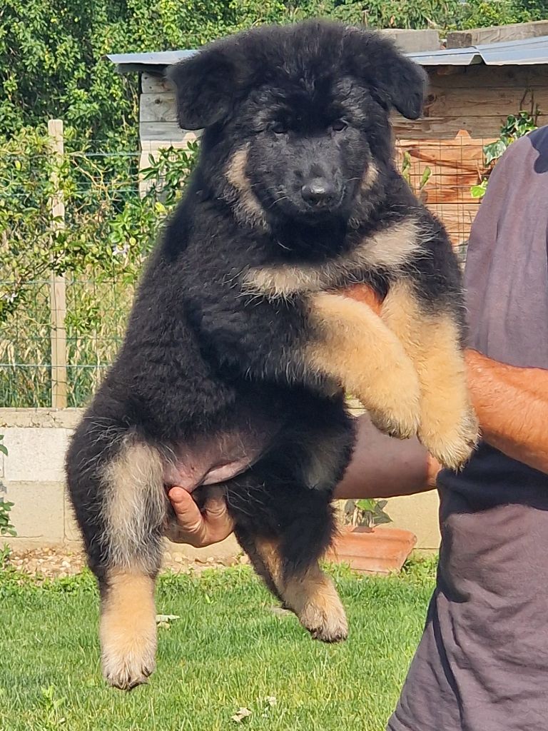 Awen du Bois de Chantalouette