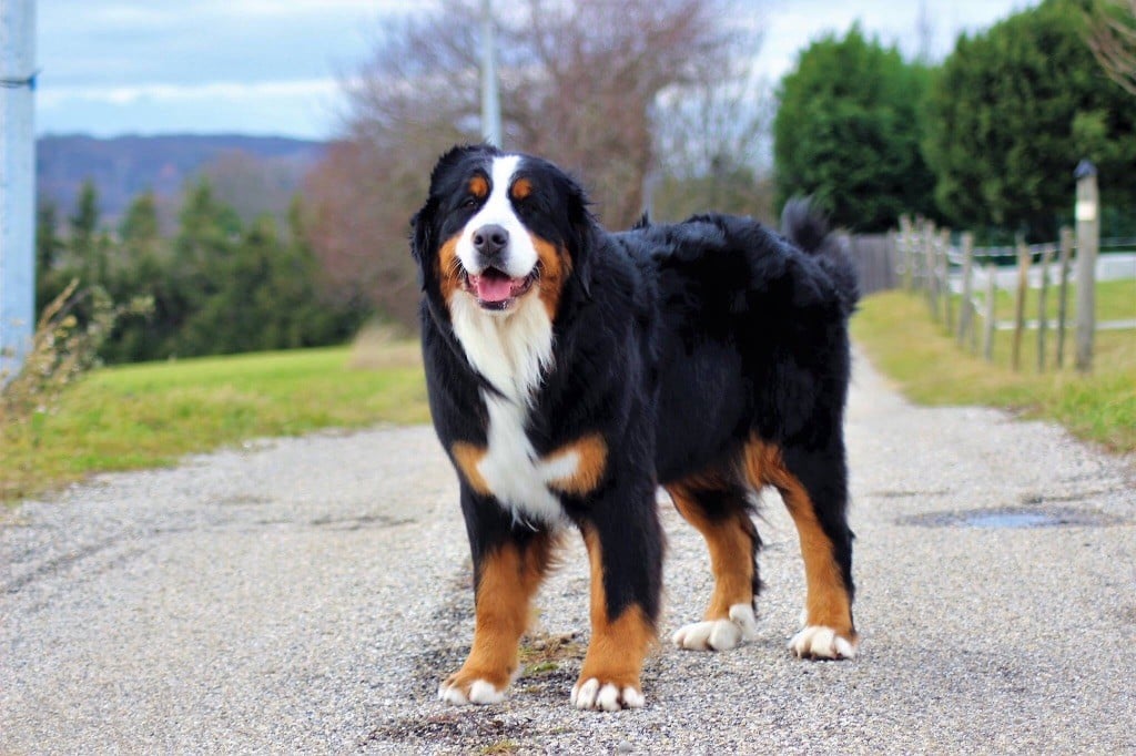 Publication : du Bois de Chantalouette