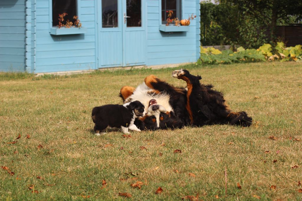 Publication : du Bois de Chantalouette