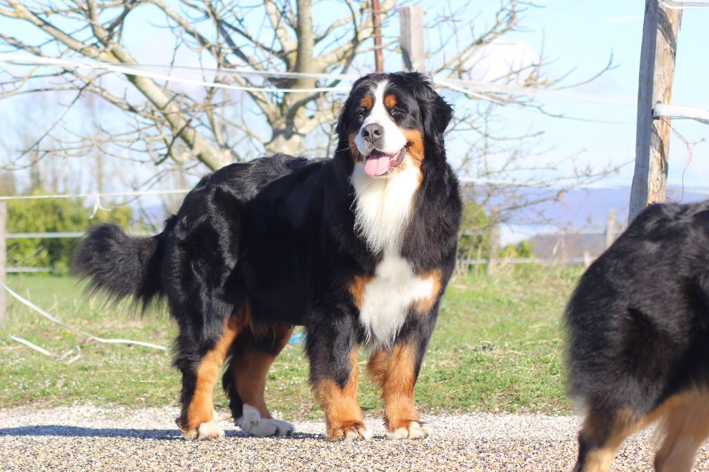 Publication : du Bois de Chantalouette