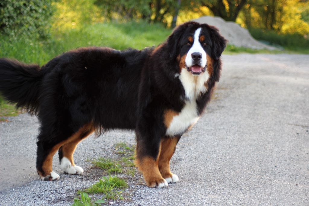 Publication : du Bois de Chantalouette