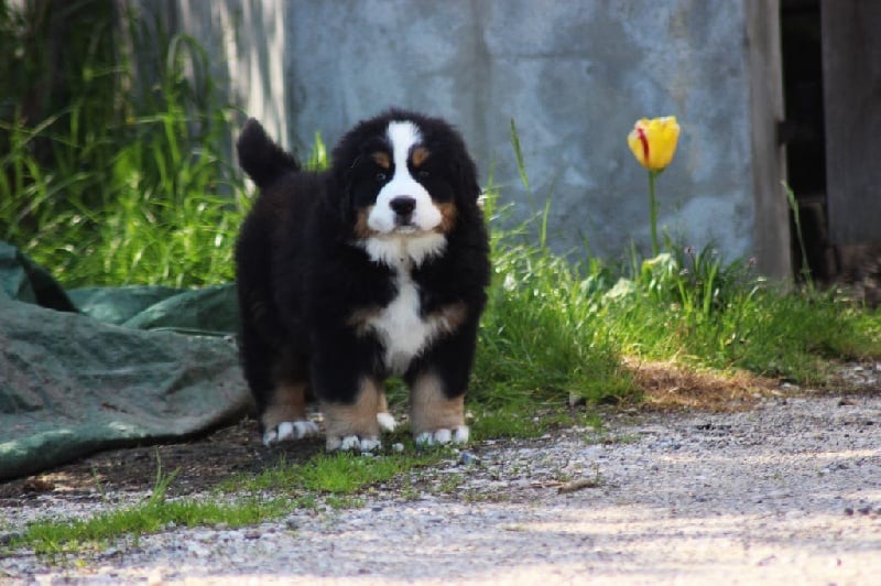 Publication : du Bois de Chantalouette