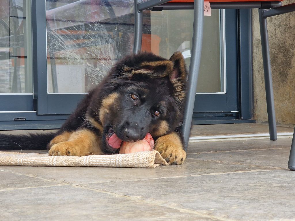 Awen du Bois de Chantalouette