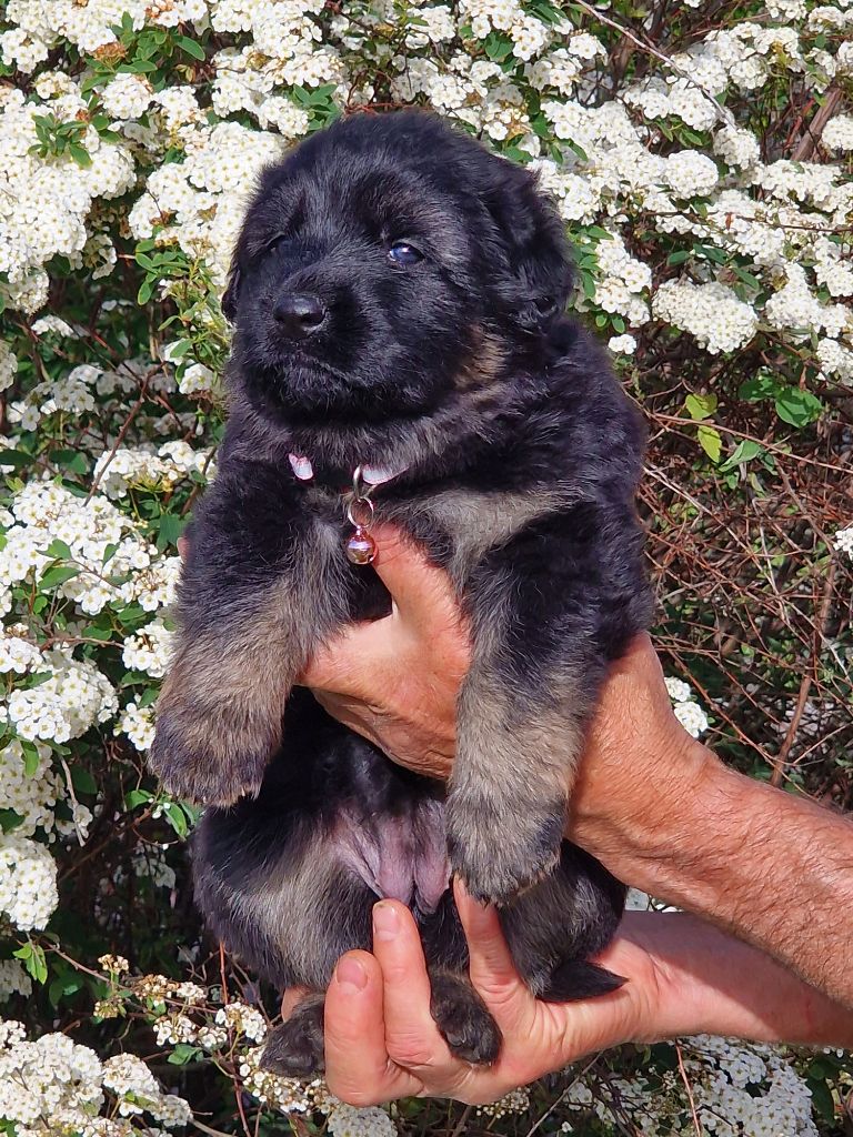 Awen du Bois de Chantalouette