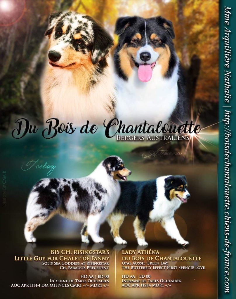Lady athéna du Bois de Chantalouette