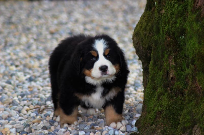 Publication : du Bois de Chantalouette