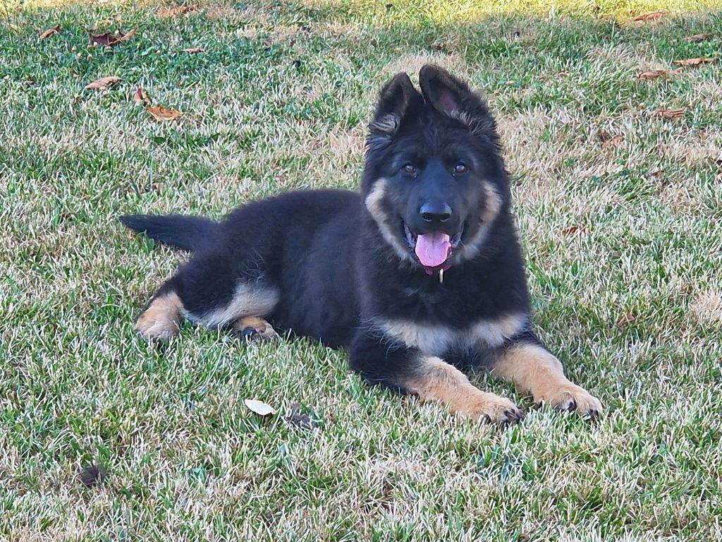 Awen du Bois de Chantalouette