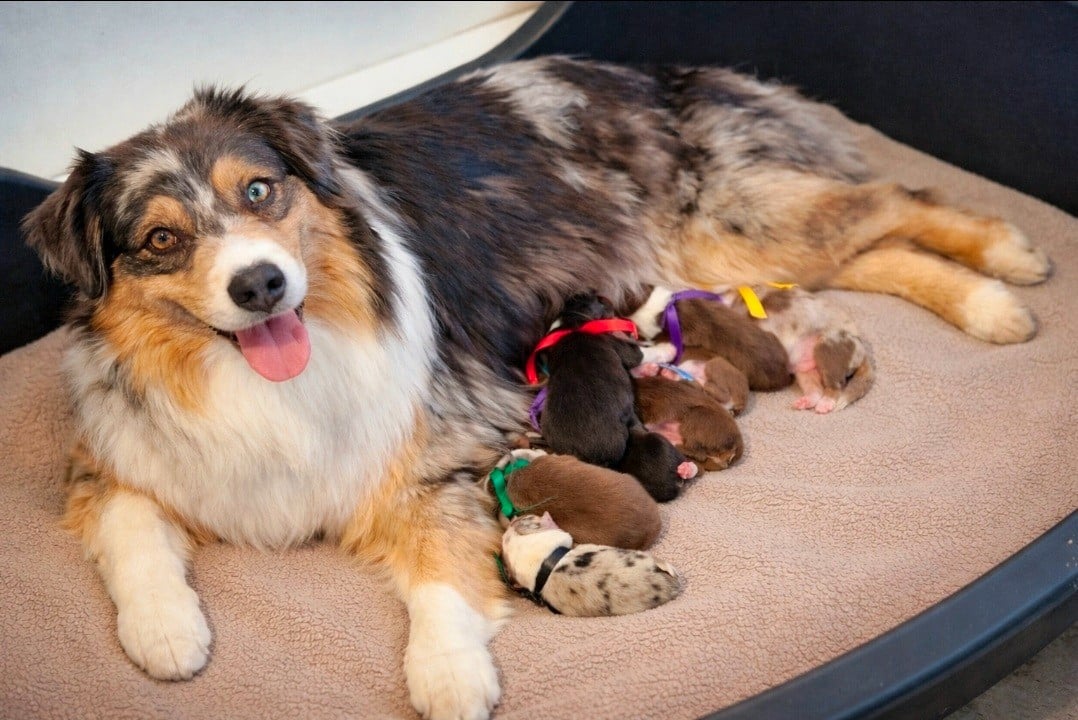 Berger Australien - du Bois de Chantalouette