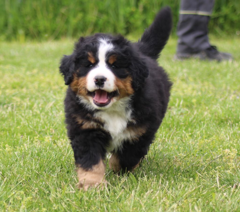 Chiot Elevage Du Bois De Chantalouette Eleveur De Chiens Bouvier Bernois