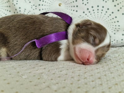 Les chiots de Berger Australien