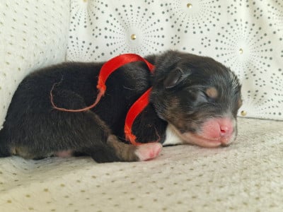 Les chiots de Berger Australien