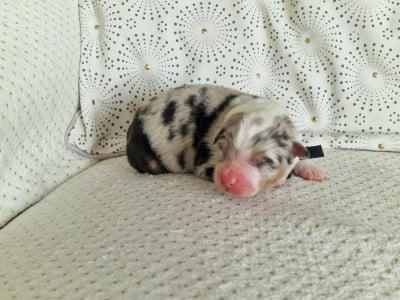 Les chiots de Berger Australien