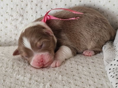 Les chiots de Berger Australien