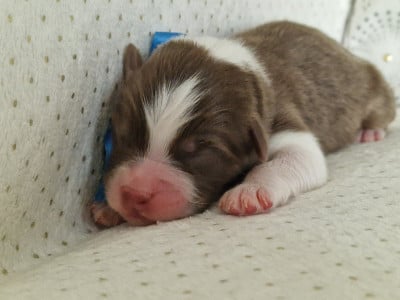 Les chiots de Berger Australien