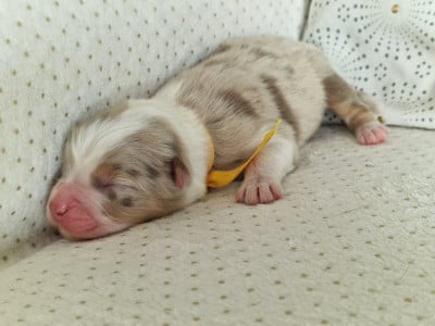 Les chiots de Berger Australien