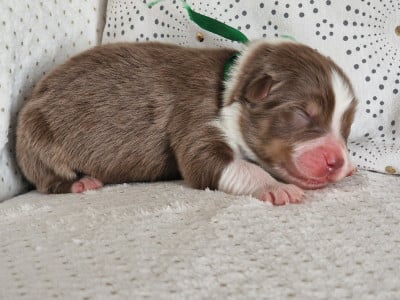 Les chiots de Berger Australien