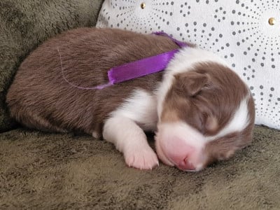 Les chiots de Berger Australien
