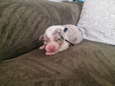 Les chiots de Berger Australien